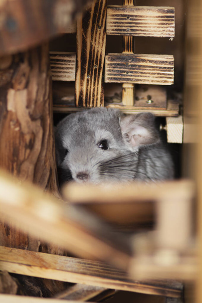 cute chinchilla looks frightened from a mink in which she hid, concept behavior pets, fluffy rodent in a cage - Photo, Image