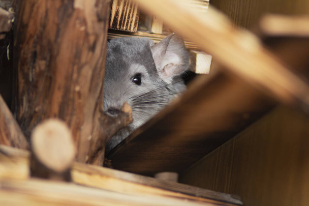 Volwassen chinchilla mannetje zittend in een houten kooi op een close-up verticaal plaatje. Een schattige knaagdiersoort uit Zuid-Amerika die vaak als huisdier wordt gefokt. - Foto, afbeelding