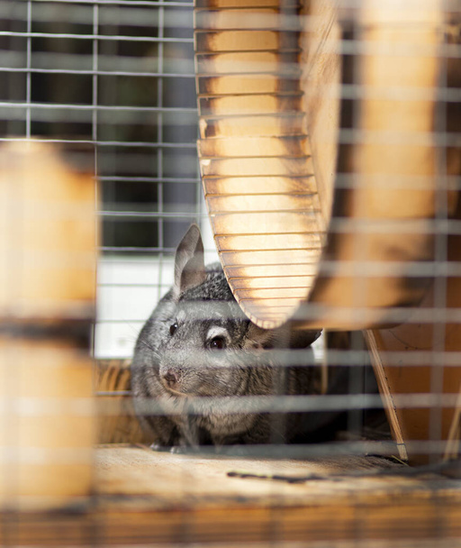 schöne Chinchilla-Maus zu Fuß in Käfigwohnung, Tierleben, flauschiges Vollblut-Nagetier - Foto, Bild