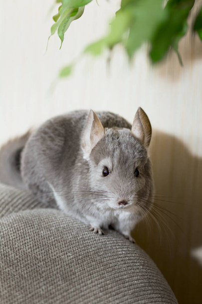 cute chinchilla climbing on sofa in room, pet walking in interior of house, life of domestic animals indoors, thoroughbred fluffy rodent on the loose - Photo, Image