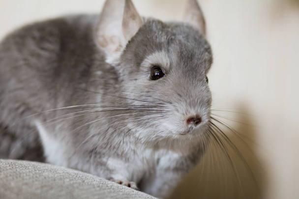 cute chinchilla climbing on sofa in room, pet walking in interior of house, life of domestic animals indoors, thoroughbred fluffy rodent on the loose - Photo, Image