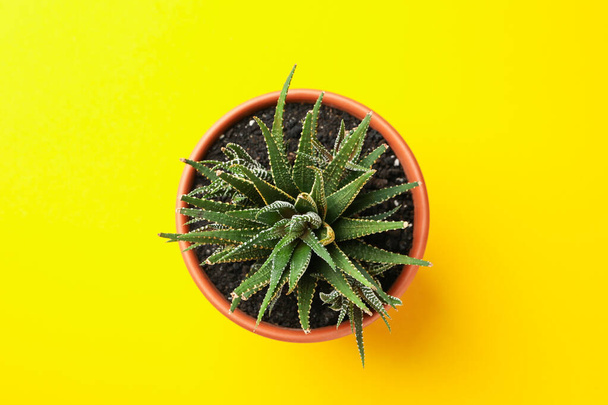 Succulent plant on yellow background, top view - Photo, Image