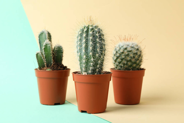 Cacti in pots on two tone background. House plants - Photo, Image