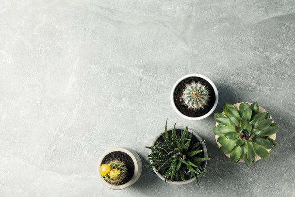 Succulent plants on grey background, top view. Houseplant - Фото, зображення