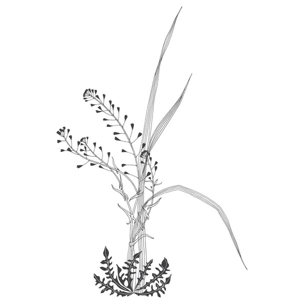 Vector illustration with wildherbs on white. Invitation, greeting card.  - Вектор,изображение
