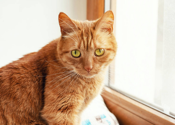 Red cat is sitting on the windowsill, looking at camera. Portrait of a domestic cat - Photo, Image