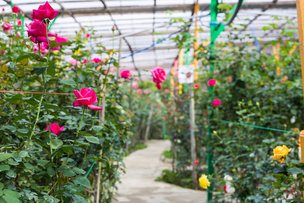 Plantación de rosales con flor de rosa en el jardín
 - Foto, Imagen