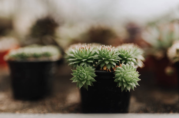 Garden center and wholesale supplier concept. Many different cacti in flower pots in flowers store on the shelves of trolley. Lot of potted small cactus and succulent plants sale. - Foto, Imagen