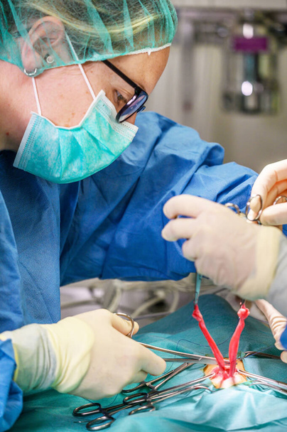 Female surgeon in operation room, operating a patient. - Photo, Image