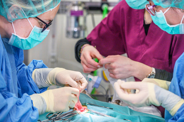 Female surgeon in operation room, operating a patient. - Photo, Image
