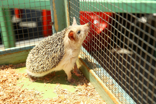 Hérisson aiguisé coincé dans une cage. Hérisson européen capturé dans un piège destiné à un rongeur tel qu'un rat
. - Photo, image
