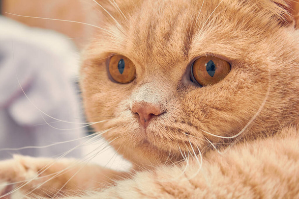 びっくりした顔の生姜猫。閉めて - 写真・画像