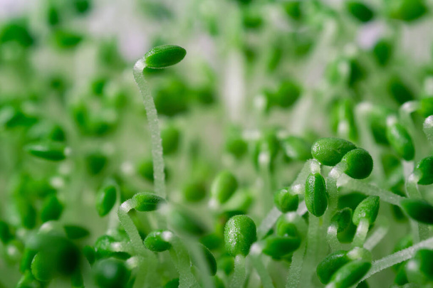 chia seedlings green microgreen close up - Фото, изображение