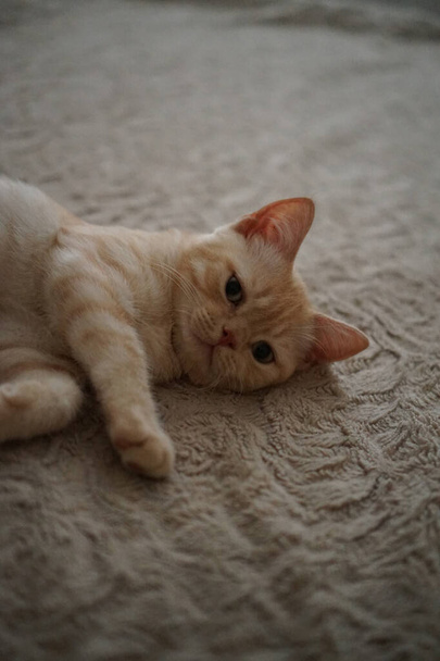 Gato rojo escocés tirado en el suelo
 - Foto, Imagen
