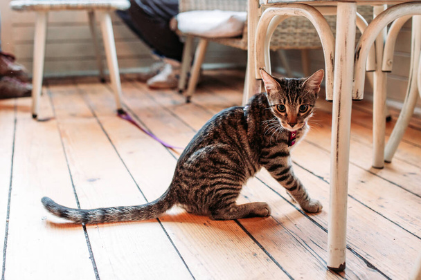 Aranyos, kis házi macska pórázzal egy étteremben, állatbarát kávézó, körülnéz, kitágult pupillák - Fotó, kép