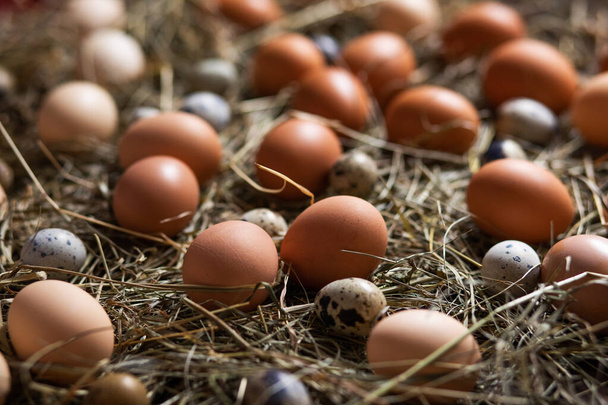 Chicken and quail eggs lie on the hay in the nest - Foto, Imagen