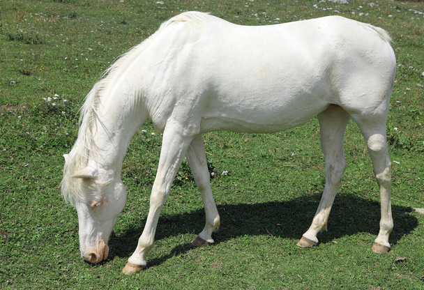 white albino horse while grazing in mountain - Photo, Image