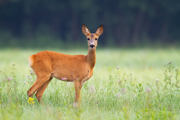 イノセントライチョウ鹿は夏の早朝に牧草地でカメラに直面しています - 写真・画像