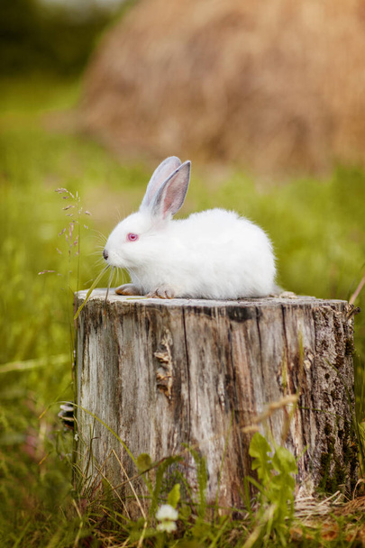 A cute white Easter Bunny is sitting on a stump in a meadow. Spring background, Easter background. Concept of the Easter holiday - Photo, Image