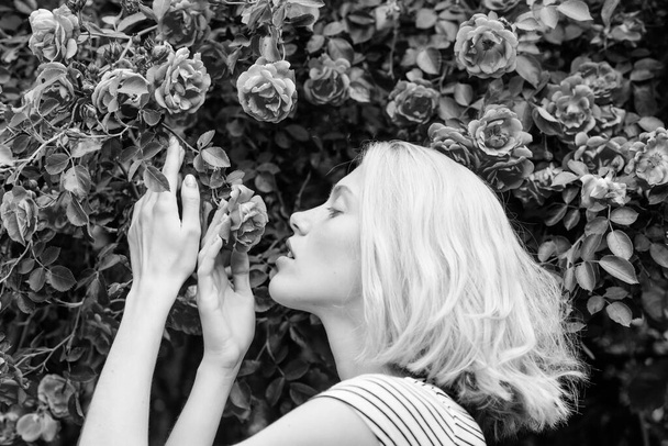 Perfume and cosmetics. Woman in front of blooming roses bush. Blossom of wild roses. Secret garden concept. Aroma of roses. Girl adorable blonde sniffing fragrance of pink bloom. Spring and summer - Foto, immagini