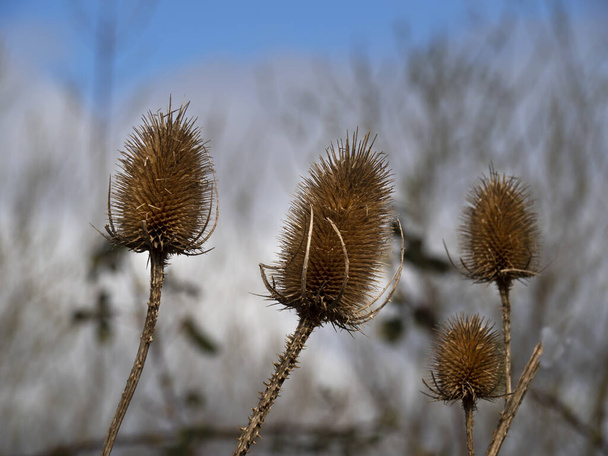 Gros plan des têtes de graines de teasel en hiver
 - Photo, image