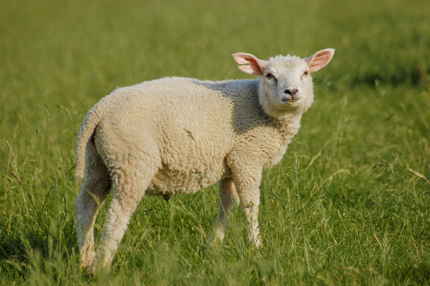 fiatal bárány - Fotó, kép