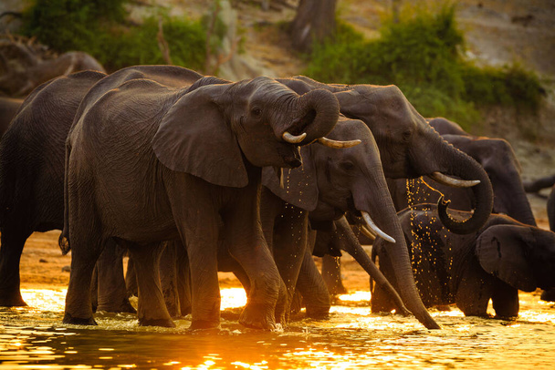 Elephants in Chobe National Park - Botswana - Photo, Image