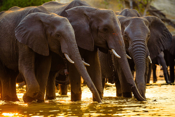 Elefantes no Parque Nacional Chobe - Botsuana
 - Foto, Imagem