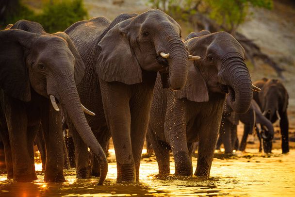Elefántok a Chobe Nemzeti Parkban - Botswana - Fotó, kép