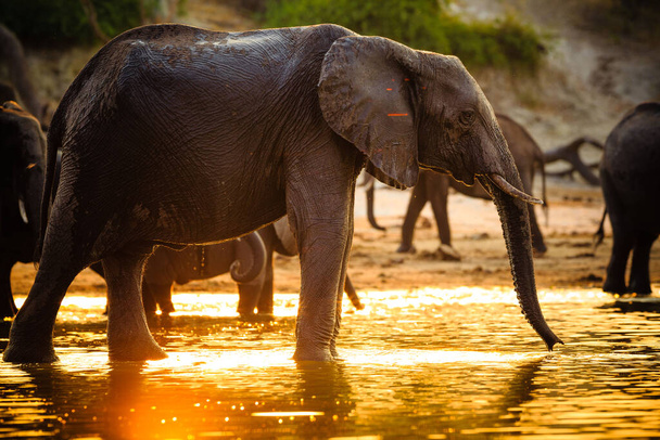 Elefanten im Chobe Nationalpark - Botswana - Foto, Bild