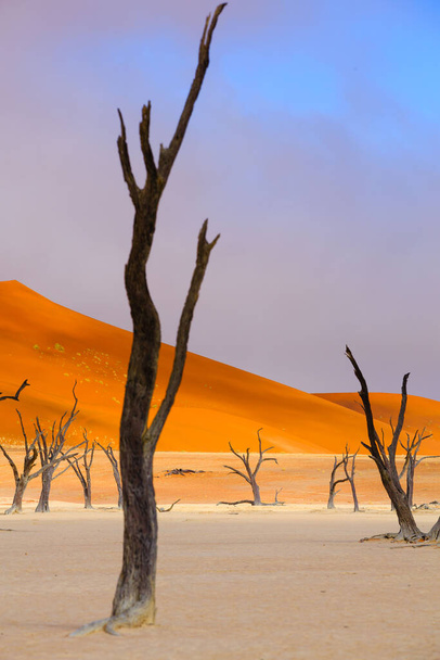 Sussusvlei Deadvlei - Namíbia
 - Foto, Imagem