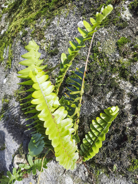Жорсткий або оленячий папороть, Blechnum spicant, що росте на стіні в Галісії, Іспанія. - Фото, зображення