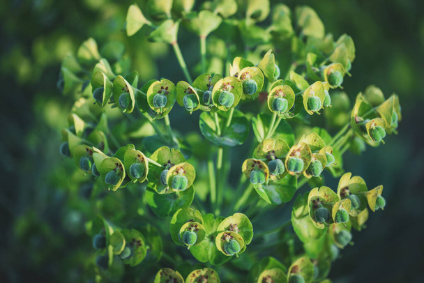 Green flowers of Euphorbia Characias Wulfenii commonly known as Mediterranean Spurge - 写真・画像