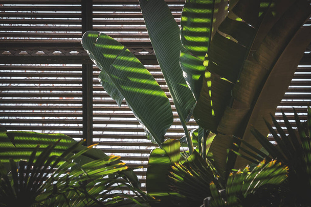 ラスハウスで育つ熱帯植物の緑の葉 - 写真・画像