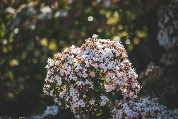 Цветы и почки кустарника Viburnum tinus
 - Фото, изображение