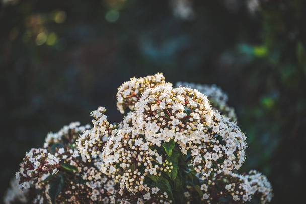 Flowers and buds of a Viburnum tinus shrub - 写真・画像