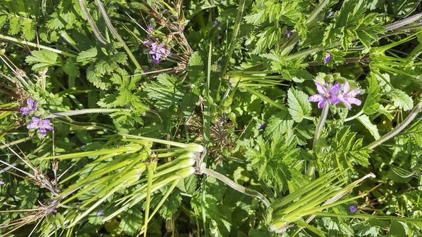 Moschusstorchschnabel, Weißstorchschnabel oder Almizklera, Erodium moschatum, wächst auf Wiesen und Gärten Galiziens - Foto, Bild