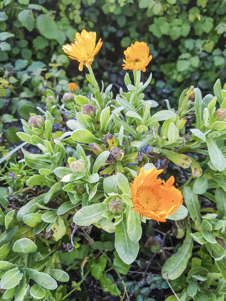 Marigold, calendula or ruddles, Calendula officinalis, pěstování v Galicii, Španělsko - Fotografie, Obrázek