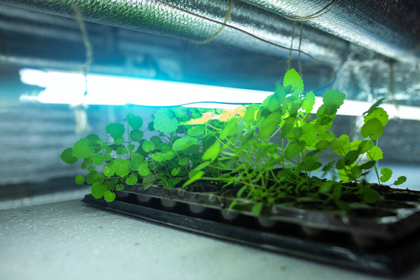 hydroponic farm with green growing vegetables and agriculture - Foto, immagini