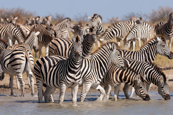 Migração de zebras - Parque Nacional das Panelas Makgadikgadi - Botsuana
 - Foto, Imagem