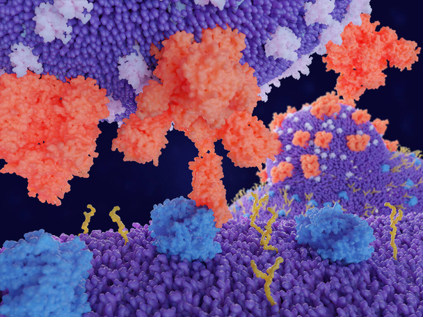 Vazba proteinu koronavirového bodce (červeného) na receptor ACE2 (modrý) na lidské buňce vede k průniku viru v buňce, jak je znázorněno v pozadí.  - Fotografie, Obrázek