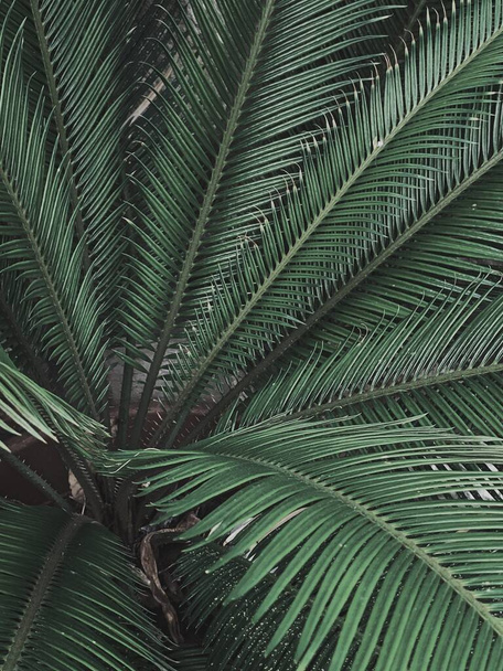 Motif d'été tendance. Feuilles de palmier exotiques tropicales vertes. Fond floral
. - Photo, image