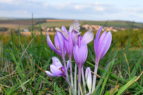 Detail of group purple blooms of meadow saffron, autumn crocus blooms. Green meadow, distant blurred vilage and sky on background - Photo, Image