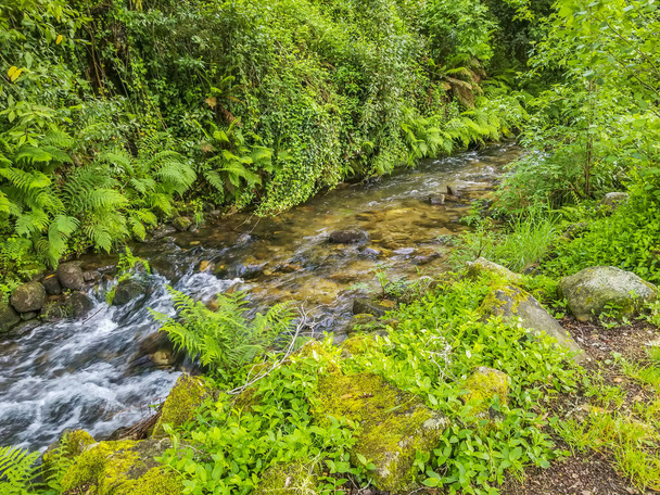 Armenteira river flowing bertween green rivertbank vegetation of ferns, moss and foliage - Photo, Image