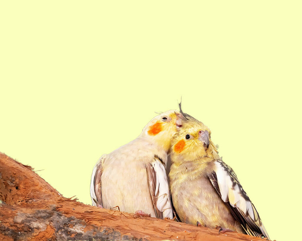 Ein Paar graue und gelbe Kokillen mit orangefarbenen Wangenflecken schmiegen sich aneinander auf einem Ast - Foto, Bild