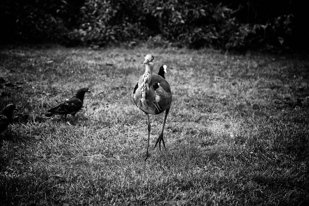 Ερωδιός στο φυσικό πάρκο, πουλιά με εξαφάνιση, ζώα - Φωτογραφία, εικόνα