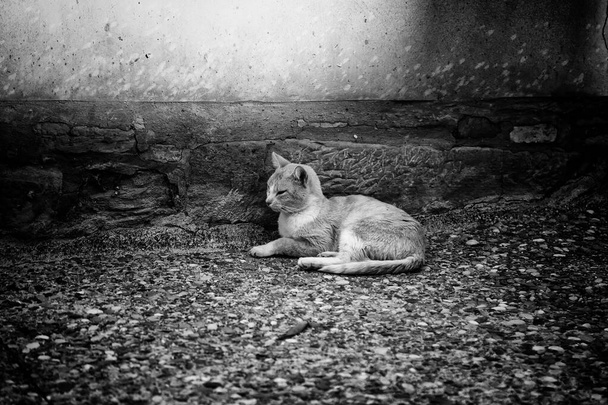 Utcai macskák eszik, részlet az elhagyott állatok - Fotó, kép