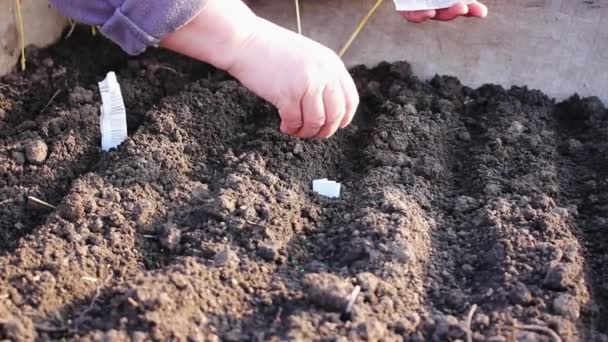 苗のための準備された温室の土壌に野菜の種を蒔く農家の手。種を蒔くことは、地面に植えるためのトマトです。. - 映像、動画