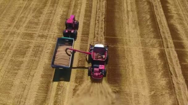 日没の小麦畑で作物を収穫巨大な新しい近代的な産業用コンビナートラックマシン上の美しい空中ドローンビュー - 映像、動画