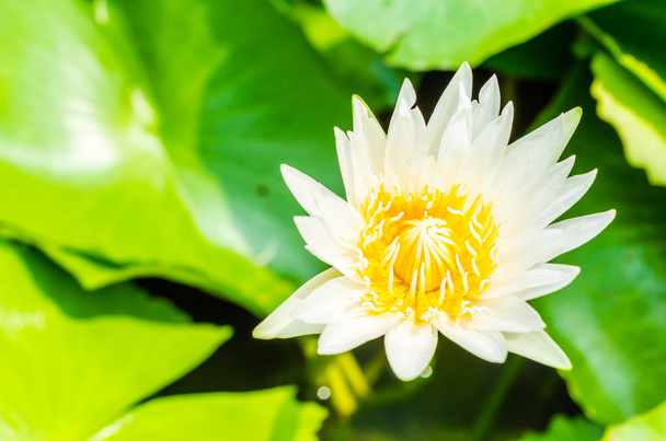 Lotus - Фото, изображение